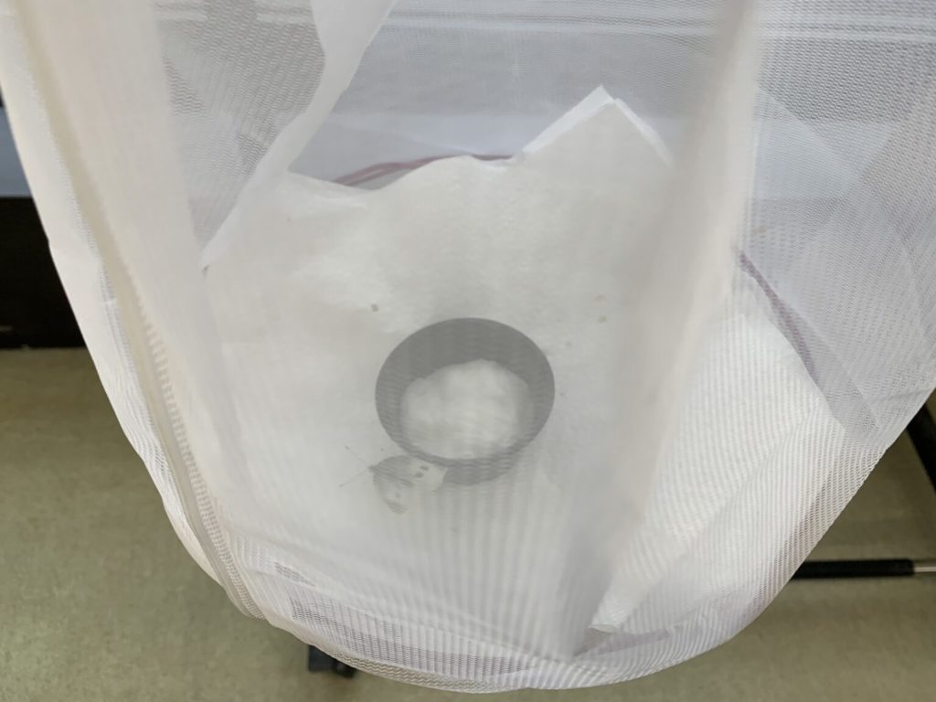 成虫