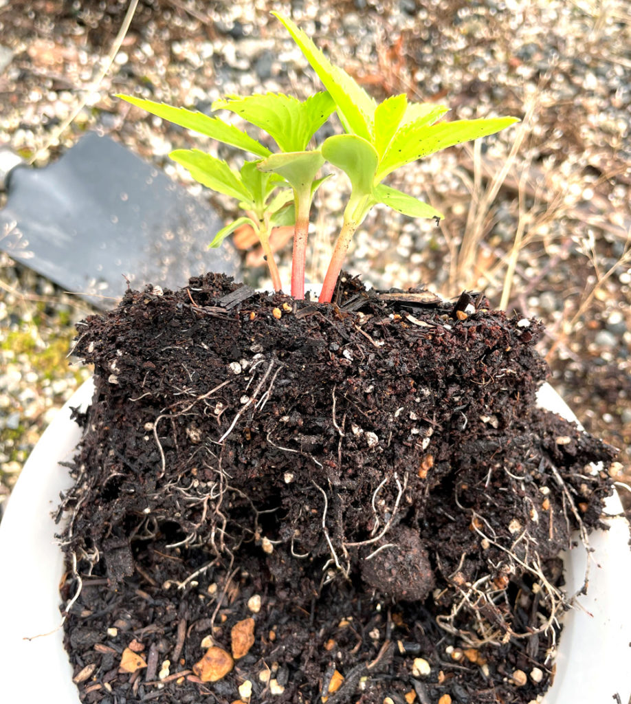植え替え
