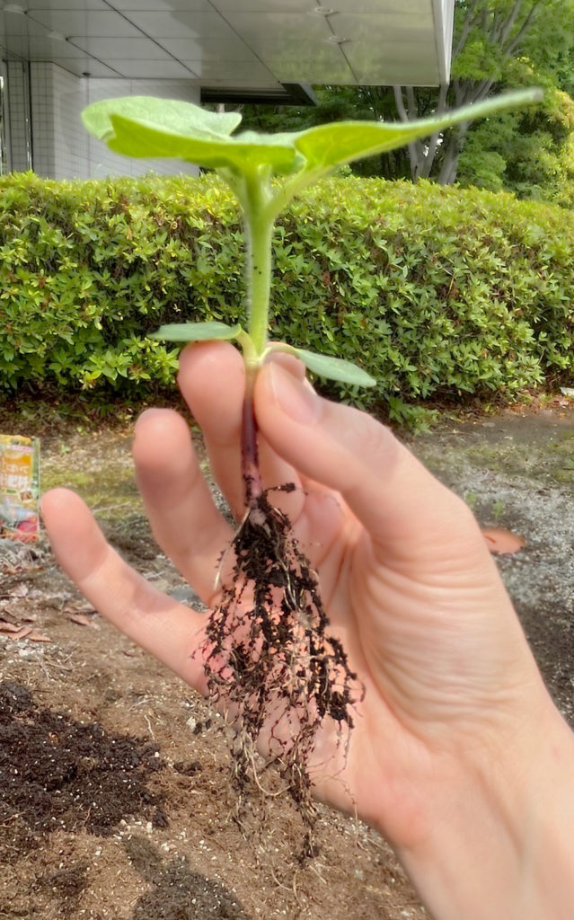 引っ越しです！
