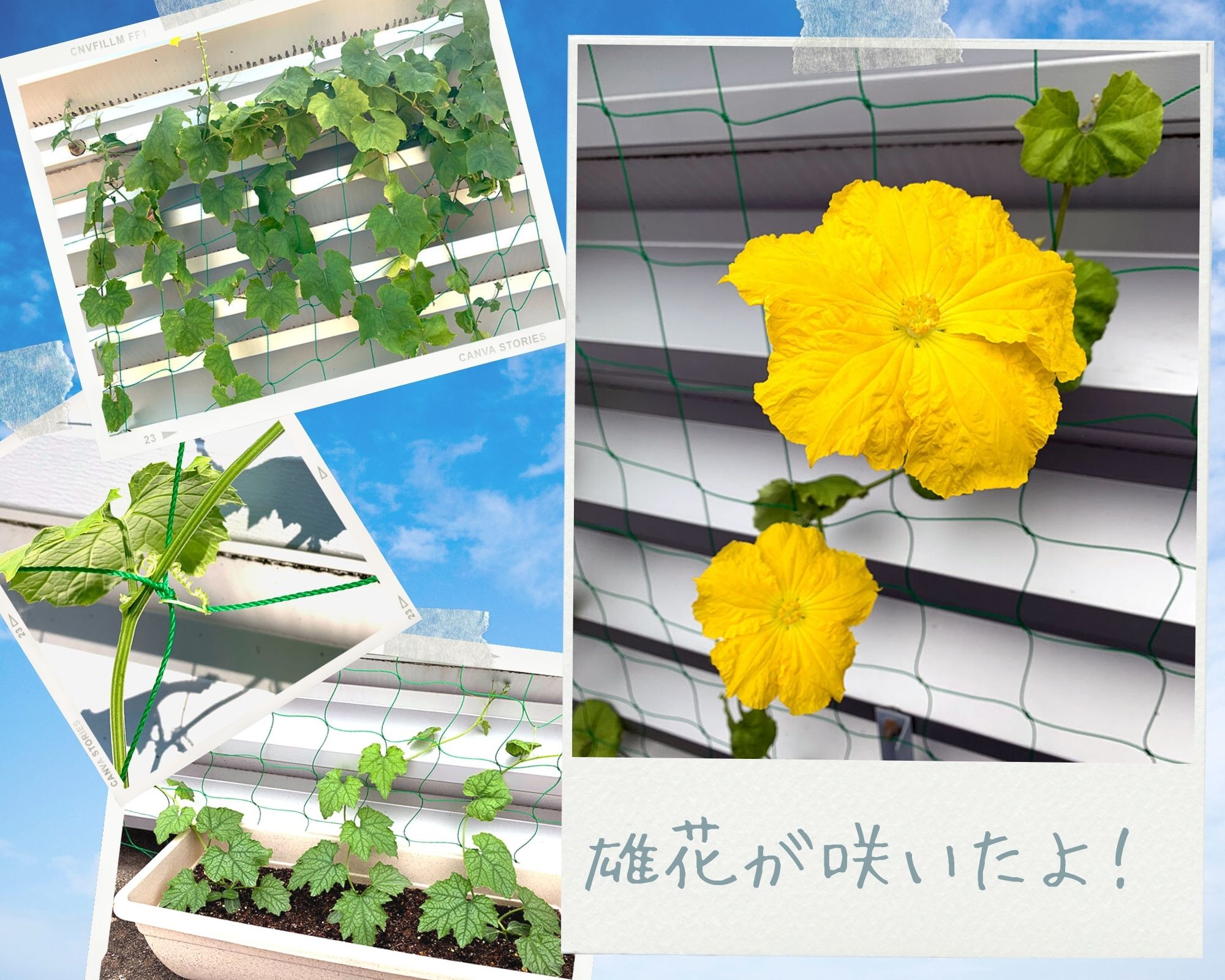 ヘチマ栽培日記（3）