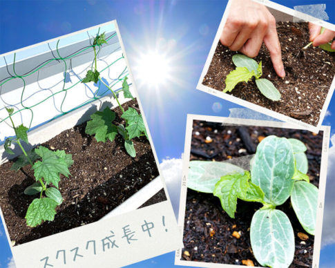 ヘチマ栽培日記（２）