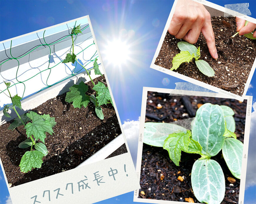 ヘチマ栽培日記（２）