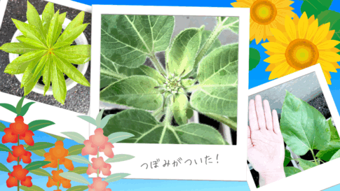 ヒマワリ・ホウセンカ栽培日記