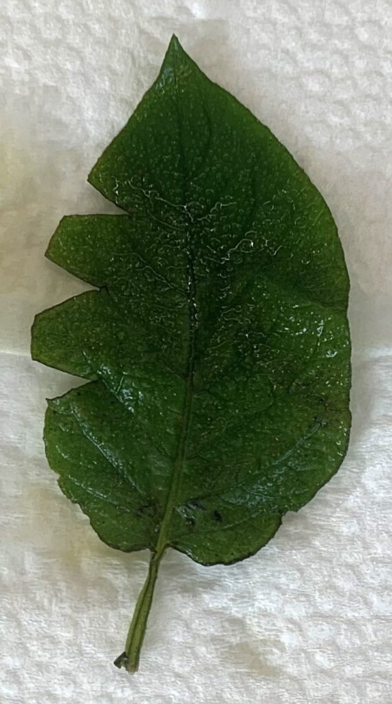 葉の半分だけ日光に当てた葉